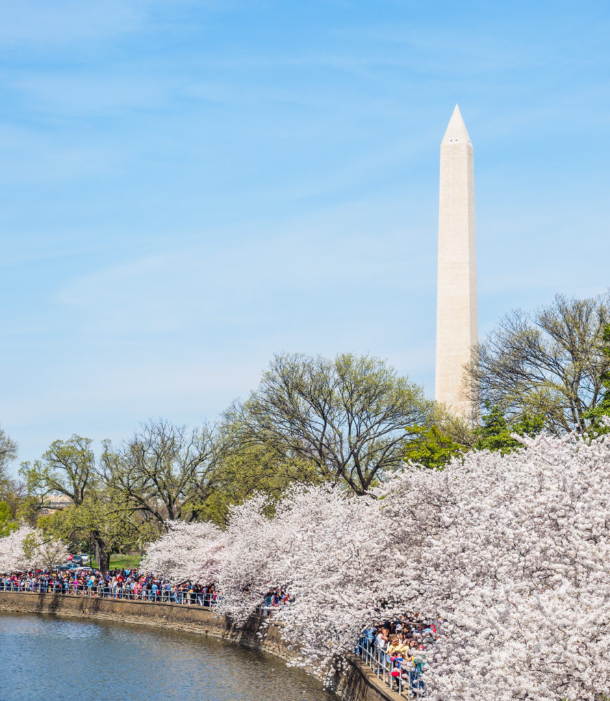 Cherry Blossoms in Spring - E-M1 & 12-40 Pro