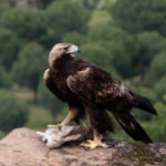 Profile picture of Juan Guerrero